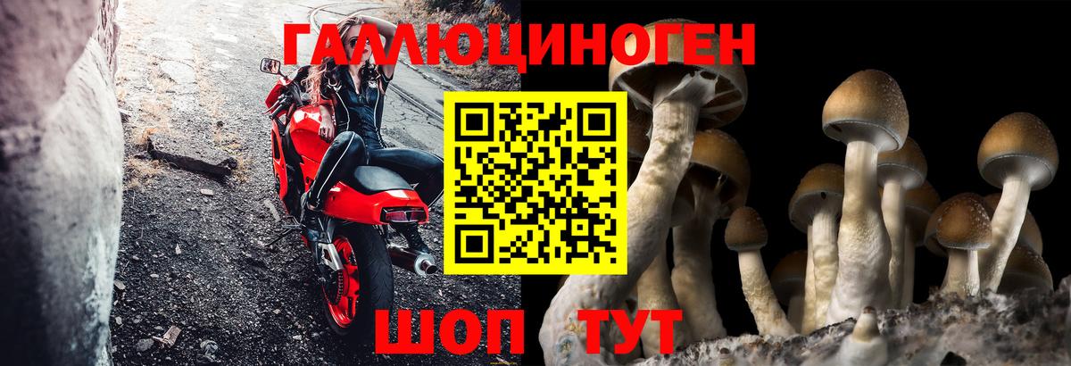 купить закладку  Норильск  Псилоцибиновые грибы MAGIC MUSHROOMS  Псилоцибиновые грибы Cubensis 